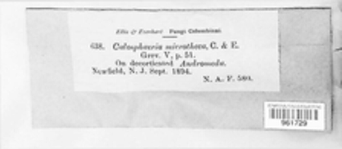 Calosphaeriaceae image